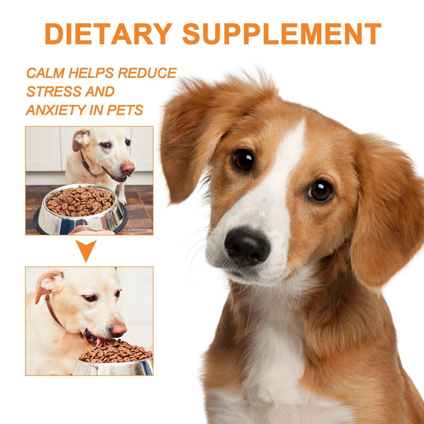 Pet Cat And Dog Diet Care To Enhance Physical Fitness And Nutritional Supplements